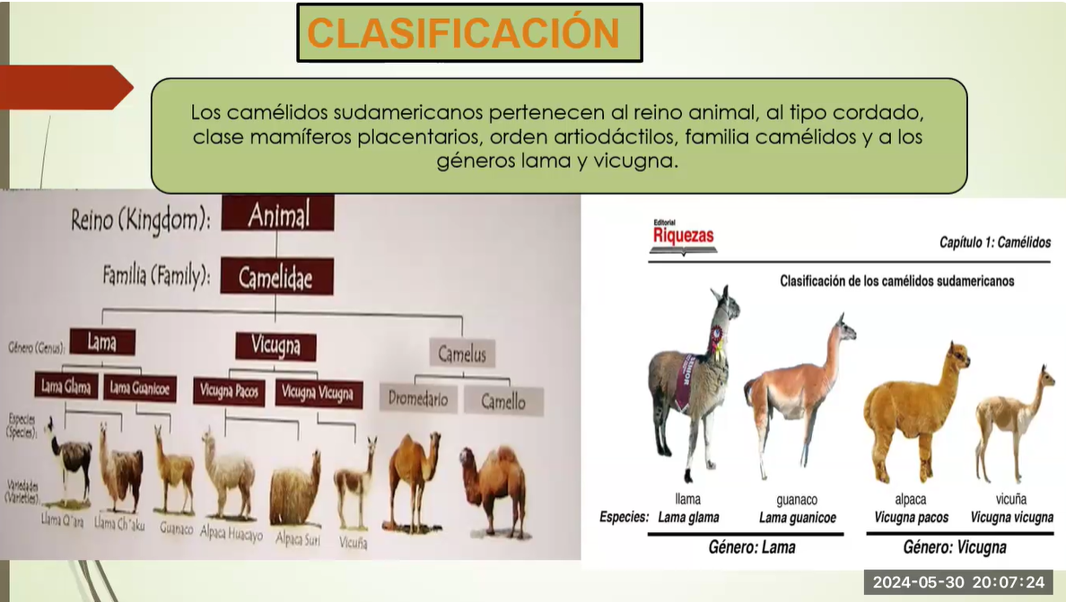  ECO CONSERVACIÓN, HÁBITAT Y BIOLOGÍA DE LA VICUÑA